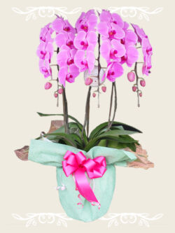 ¥16,500(税込)~ 胡蝶蘭 紫