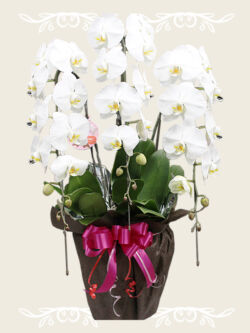 ¥16,500(税込)~ 胡蝶蘭 白