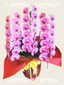 ¥33,000(税込) 胡蝶蘭 紫