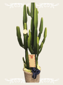 ¥27,500(税込)~ 観葉 セイウンカク