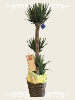 ¥16,500(税込)~ 観葉 ユッカ 幸福の木