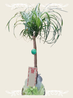 ¥16,500(税込)~ 観葉 ポニーテール