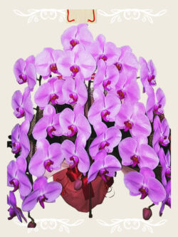 ¥24,200(税込) 胡蝶蘭